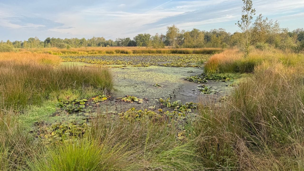 Het drooggevallen Duikersven in natuurgebied Kampina, planten nemen de bodem over (foto: Frans Kapteijns).