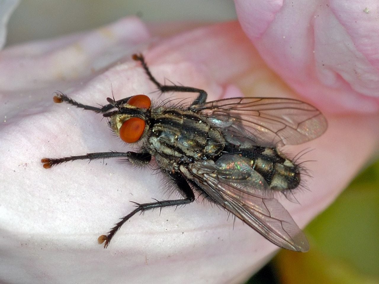 Een dambordvlieg, ook wel grijze vleesvlieg genoemd (foto: Saxifraga/Ab H. Baas).