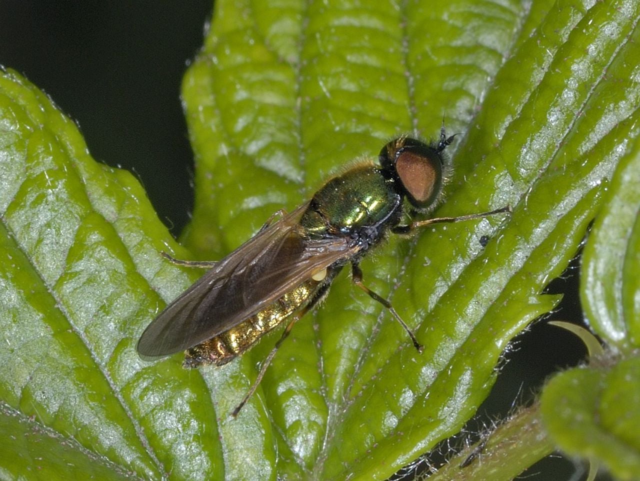 Een  gewone wapenvlieg, ook wel gewone prachtwapenvlieg genoemd (foto: Saxifraga/Ab H. Baas).