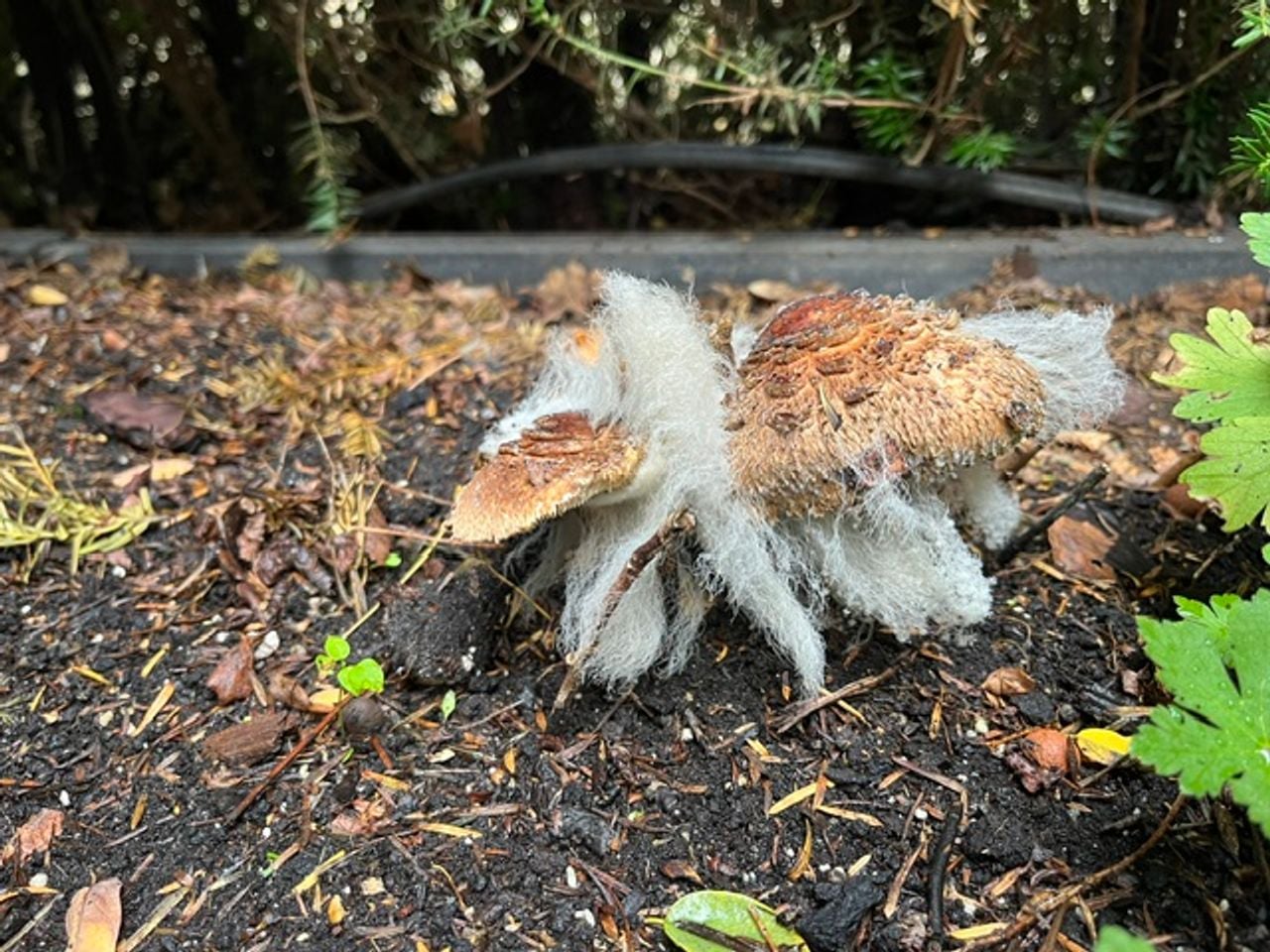 Een lagere schimmel op een hogere schimmel (foto: Marijke Nooijen).