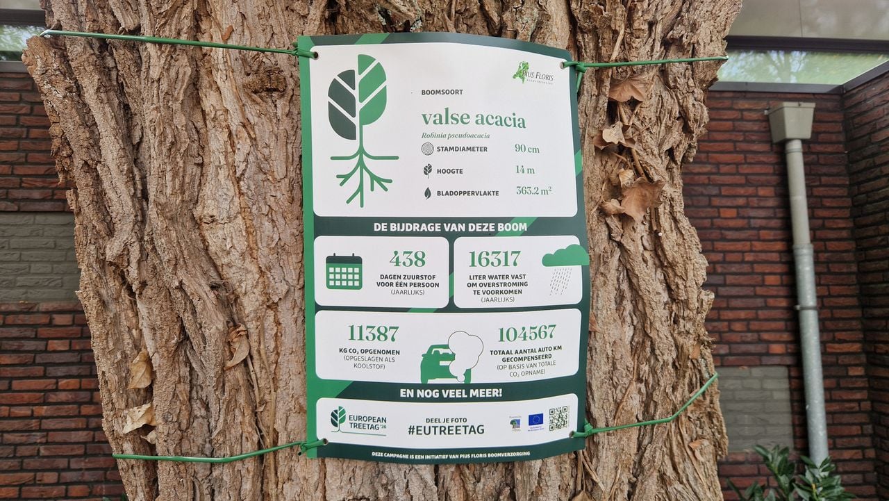 De boomposter op de boom in Volkel (foto: Tom Berkers).
