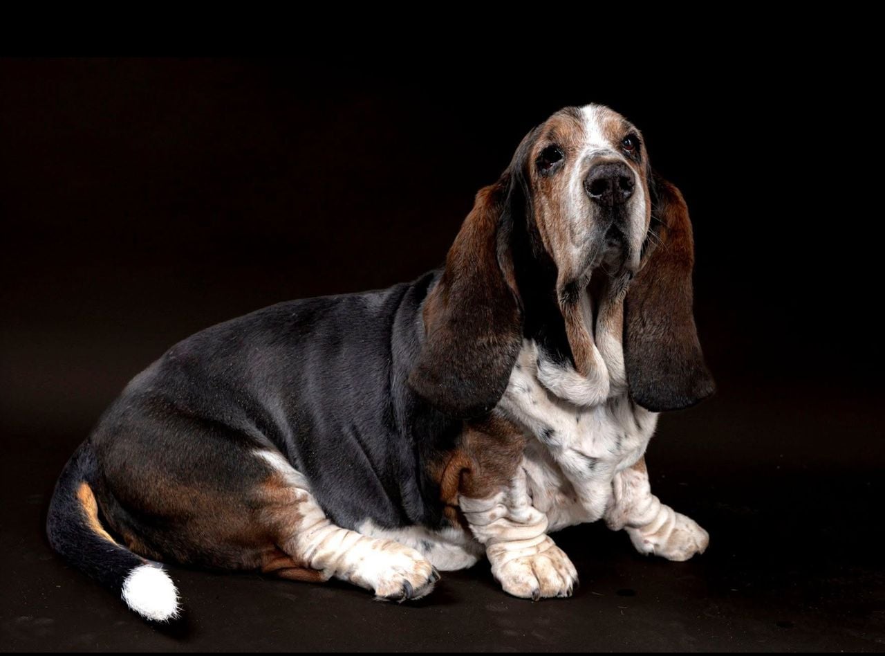 Sir James of Berounky heeft zich statig laten fotograferen (foto: Ingrid Claassen).