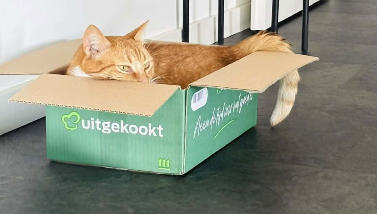Kat Harrie houdt een oogje in het zeil vanuit zijn doos (foto: Eric Pellis).