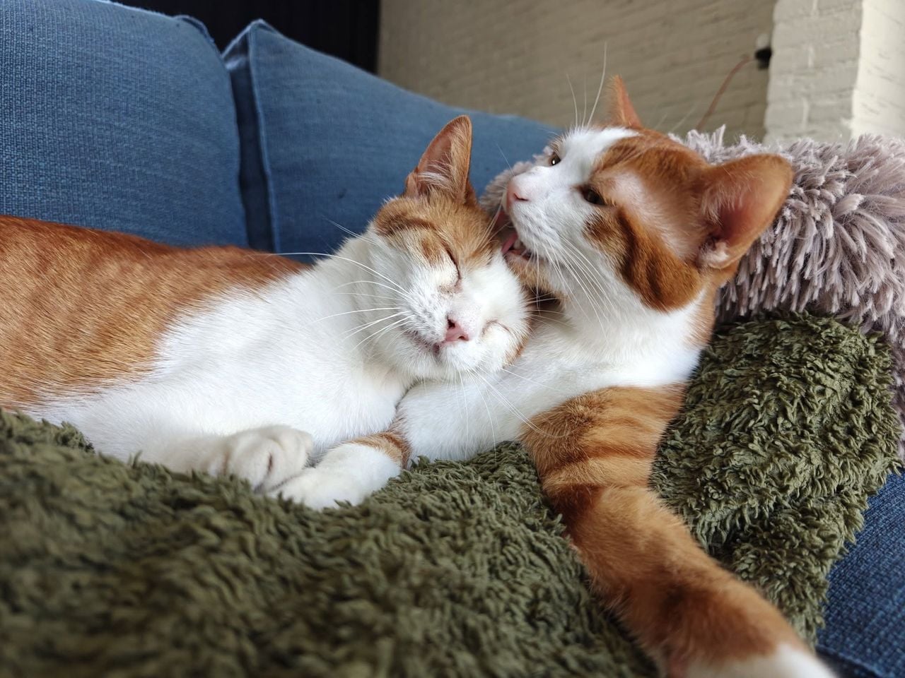 De broertjes Matty en Stan samen op de foto (foto: Amy Spijker-de Groot).