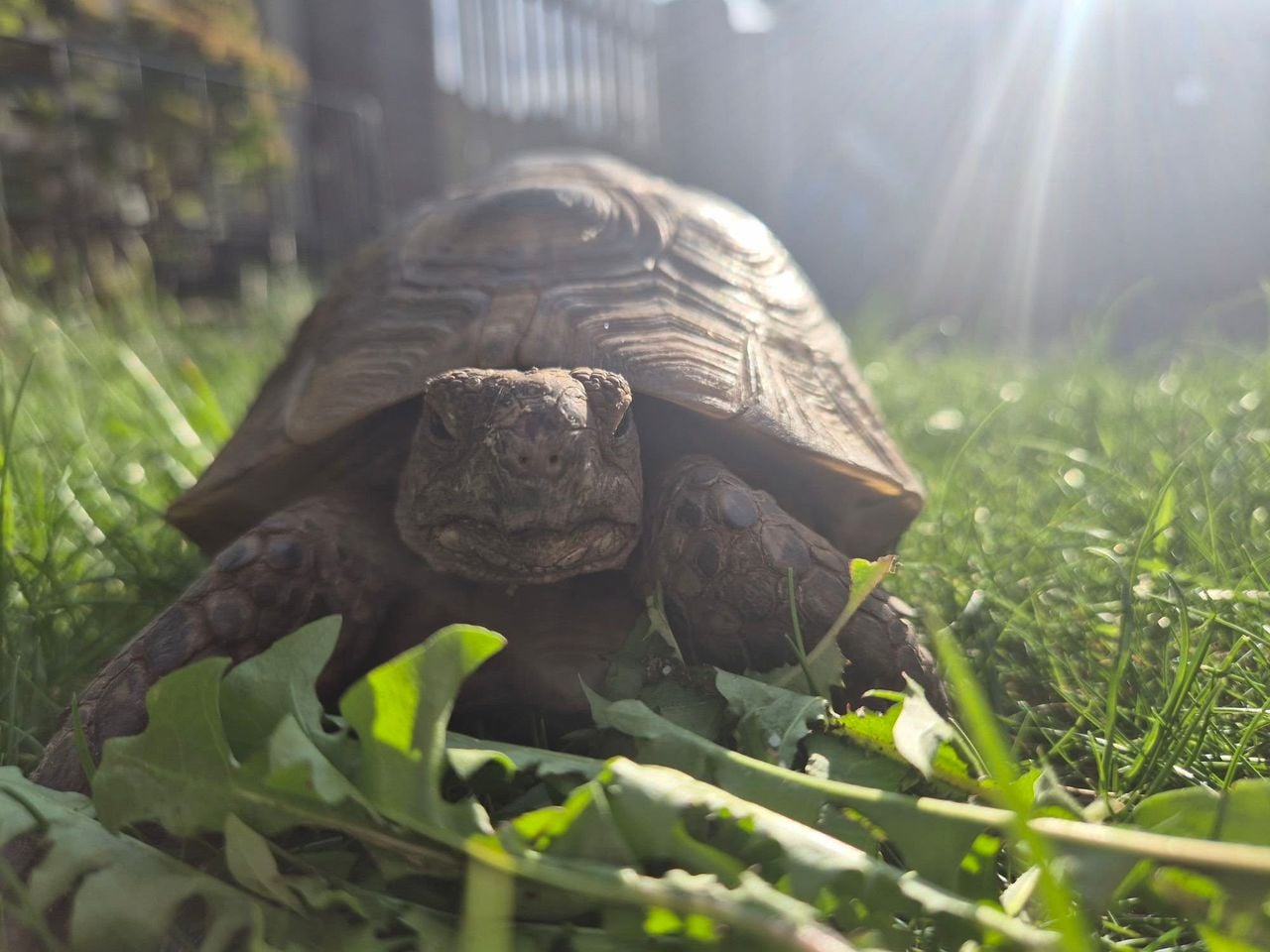 Schildpad Stoffel op avontuur in de tuin (foto: Kristel Bierlee).
