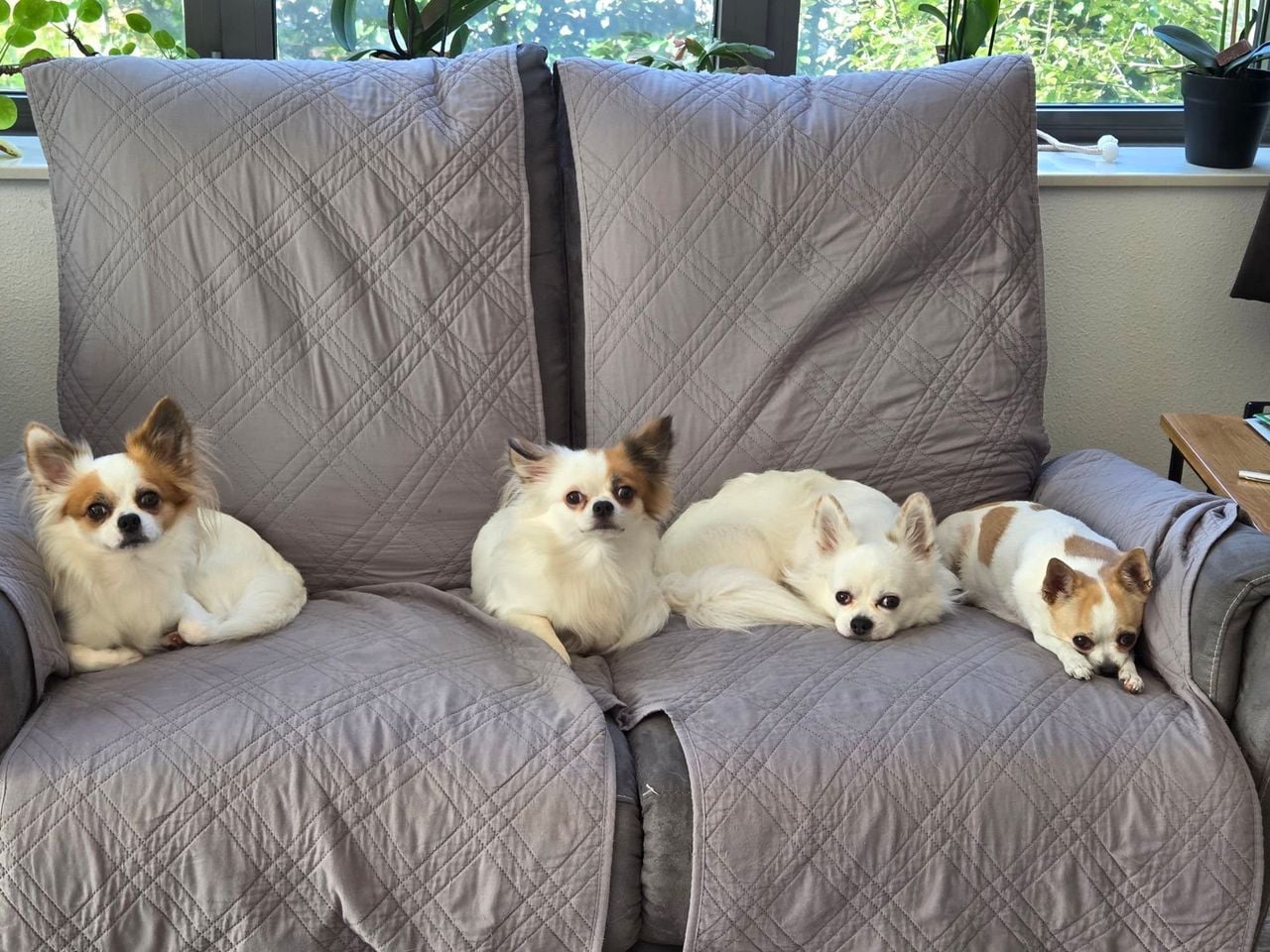 Hondjes Nano, Max, Warre, Nina (foto: Anne-Marie van Iersel-Muyshondt).