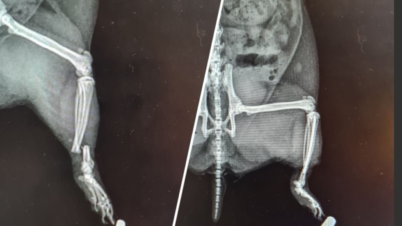 Links: het gebroken pootje van Bella. Rechts: de dierenarts wist een pin te plaatsen om het pootje te redden (eigen foto)