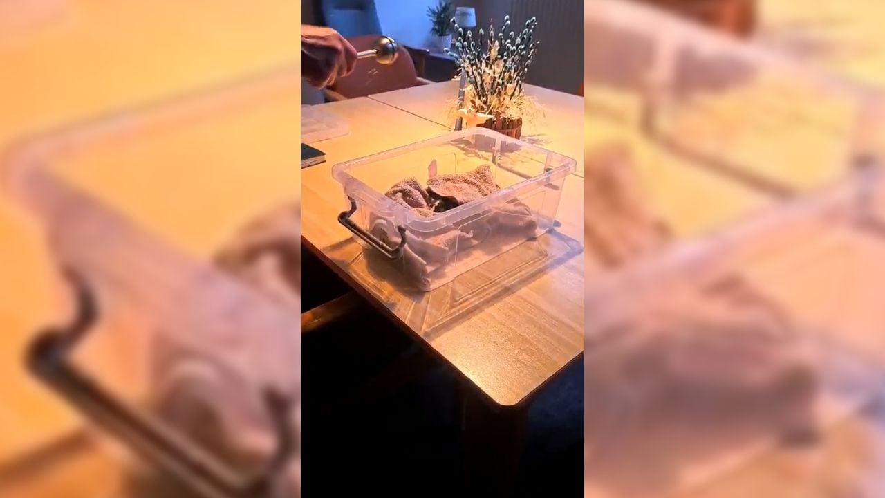 Hamster Bella werd na haar dood gezegend in Den Bosch (eigen foto)