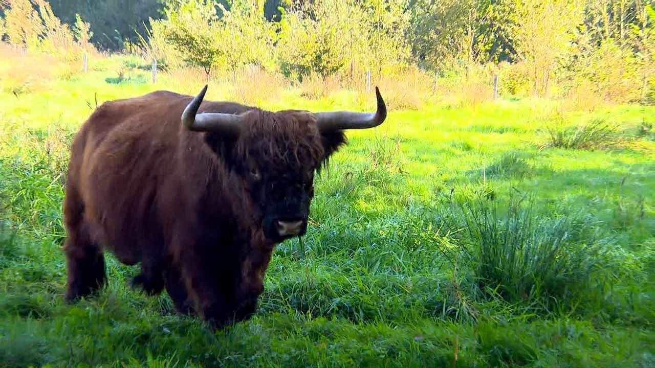Rob de stier (Beeld: Omroep Brabant)