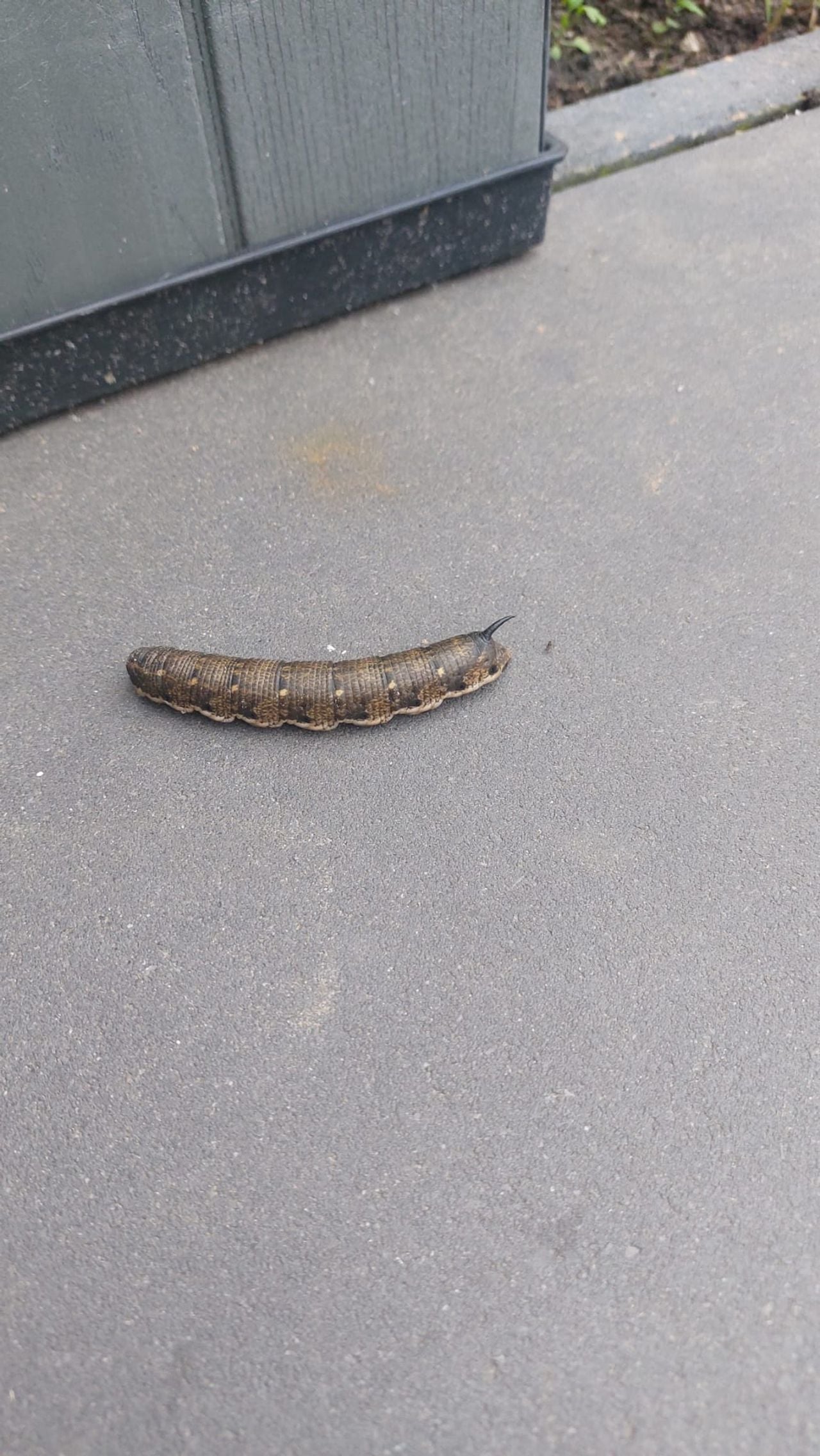 De rups van een windepijlstaart (foto: Evelien Husson).
