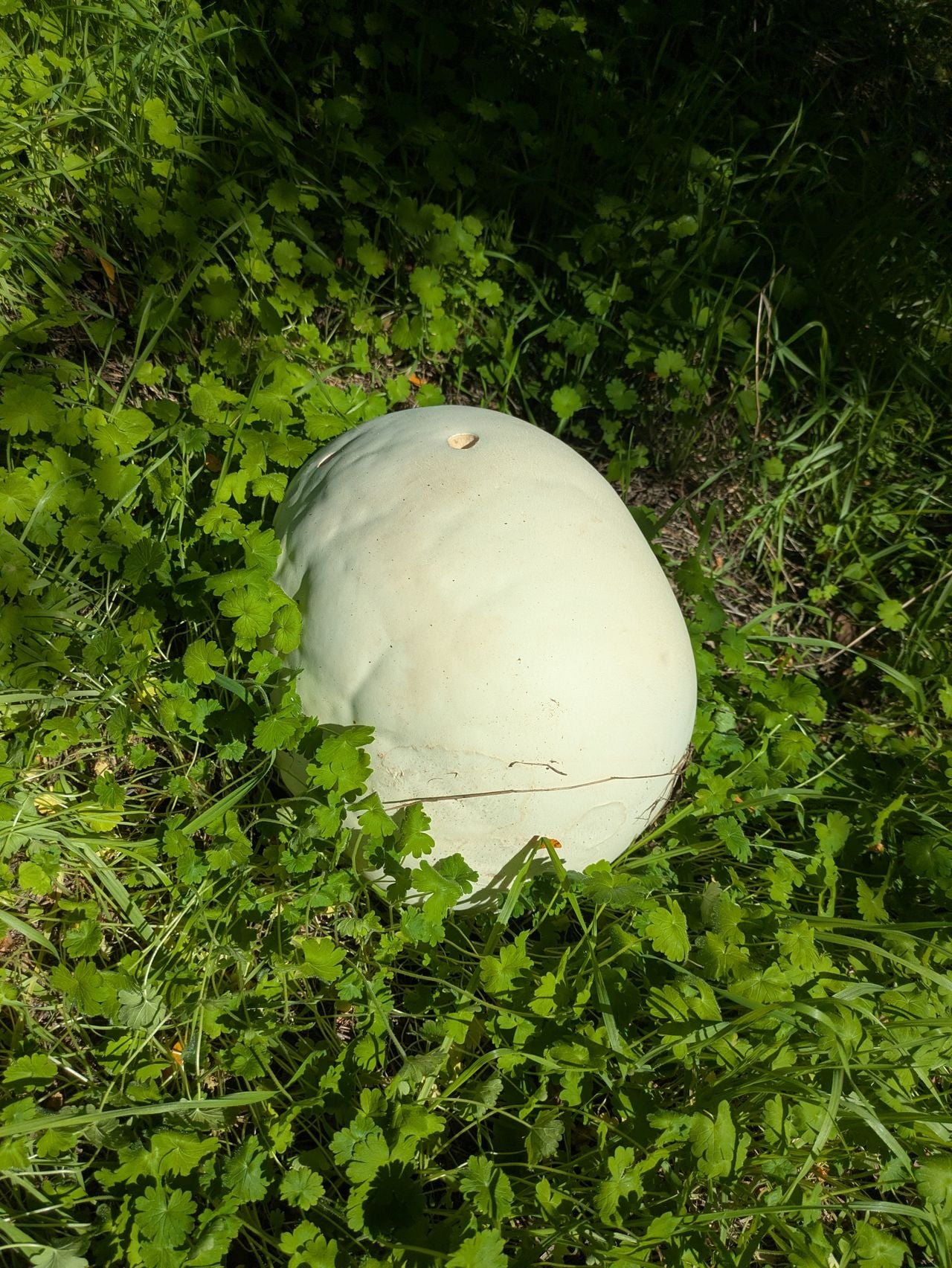 Een reuzenbovist (foto: Erik Mentink).