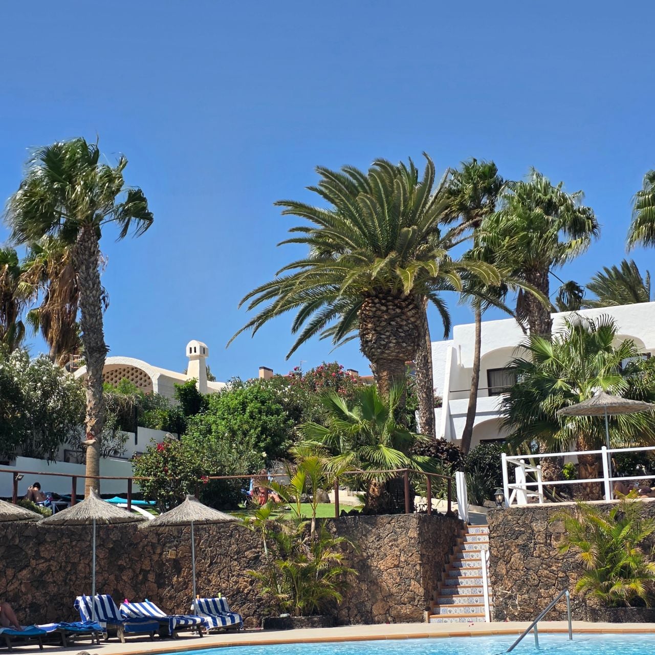 Een Canarische dadelpalm (foto: René van Kuik).