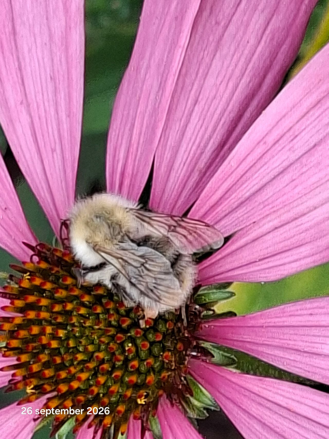 Een grijswitte akkerhommel (foto: John Palings).
