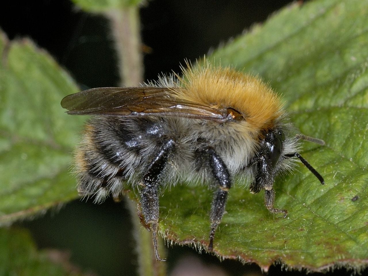 Een akkerhommel (foto: Saxifraga/Ab H. Baas).