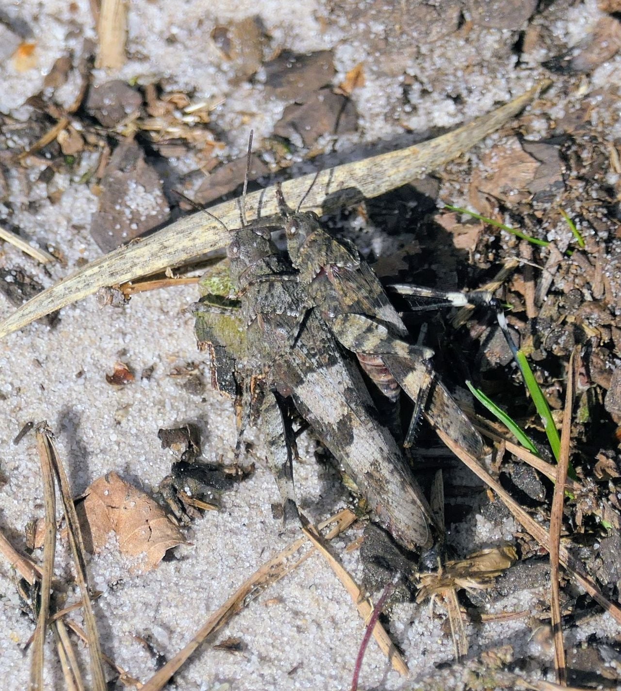 Een vrouwtje en een mannetje van de blauwvleugelsprinkhaan (foto: Marianne Wijten).