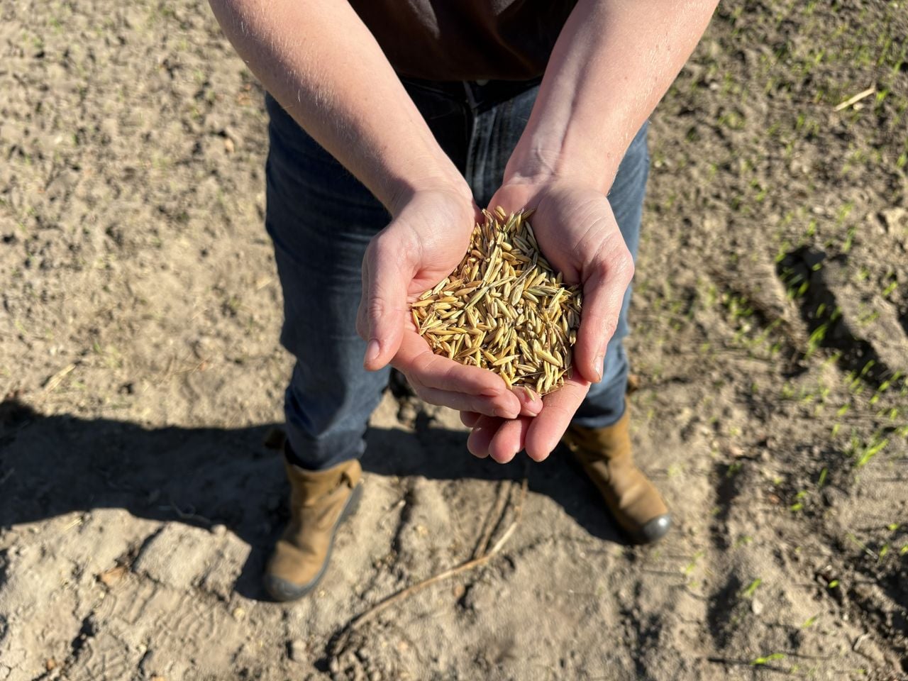 Anniek teelt het vergeten gewas haver op twee hectare land (foto: Karin Kamp).