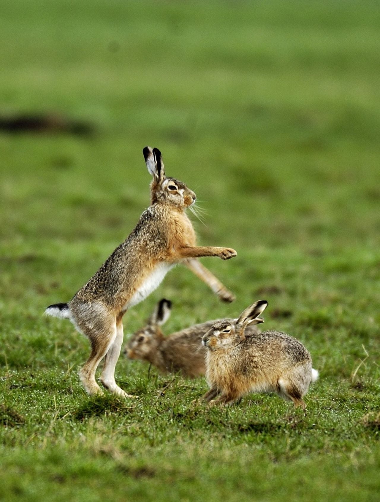 Een hazengevecht tijdens de rammeltijd (foto: Saxifraga/Piet Munsterman).