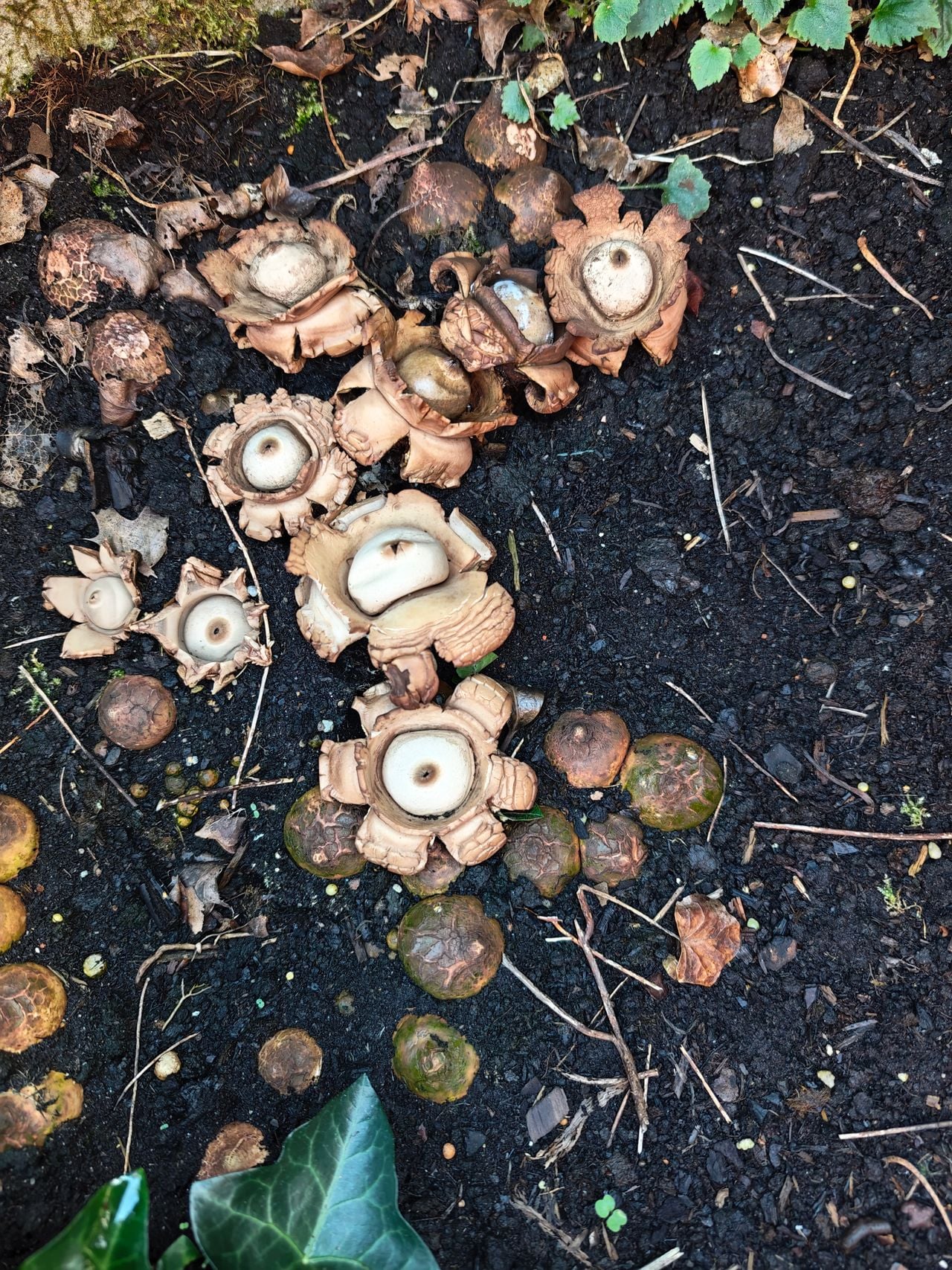 Gekraagde aardsterren (foto: Géke Reijven).