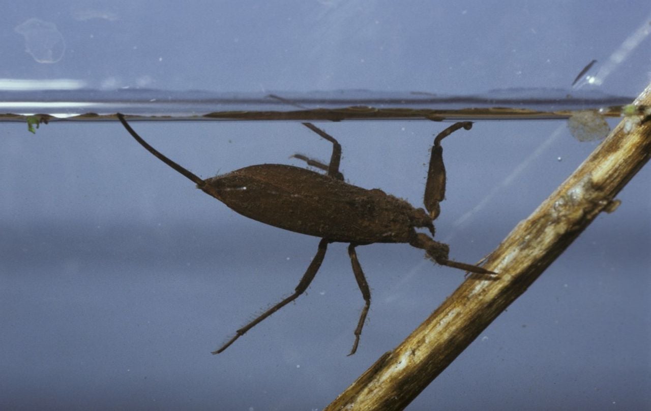 Een waterschorpioen (foto: Saxifraga/Pieter van Breugel).
