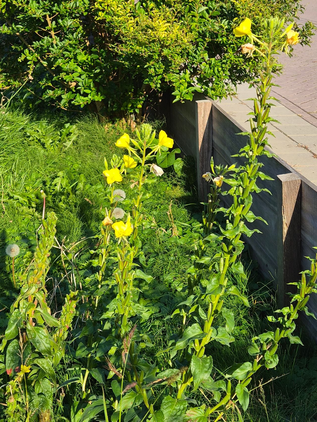 Grote teunisbloemen (foto: Corey Westerneng).