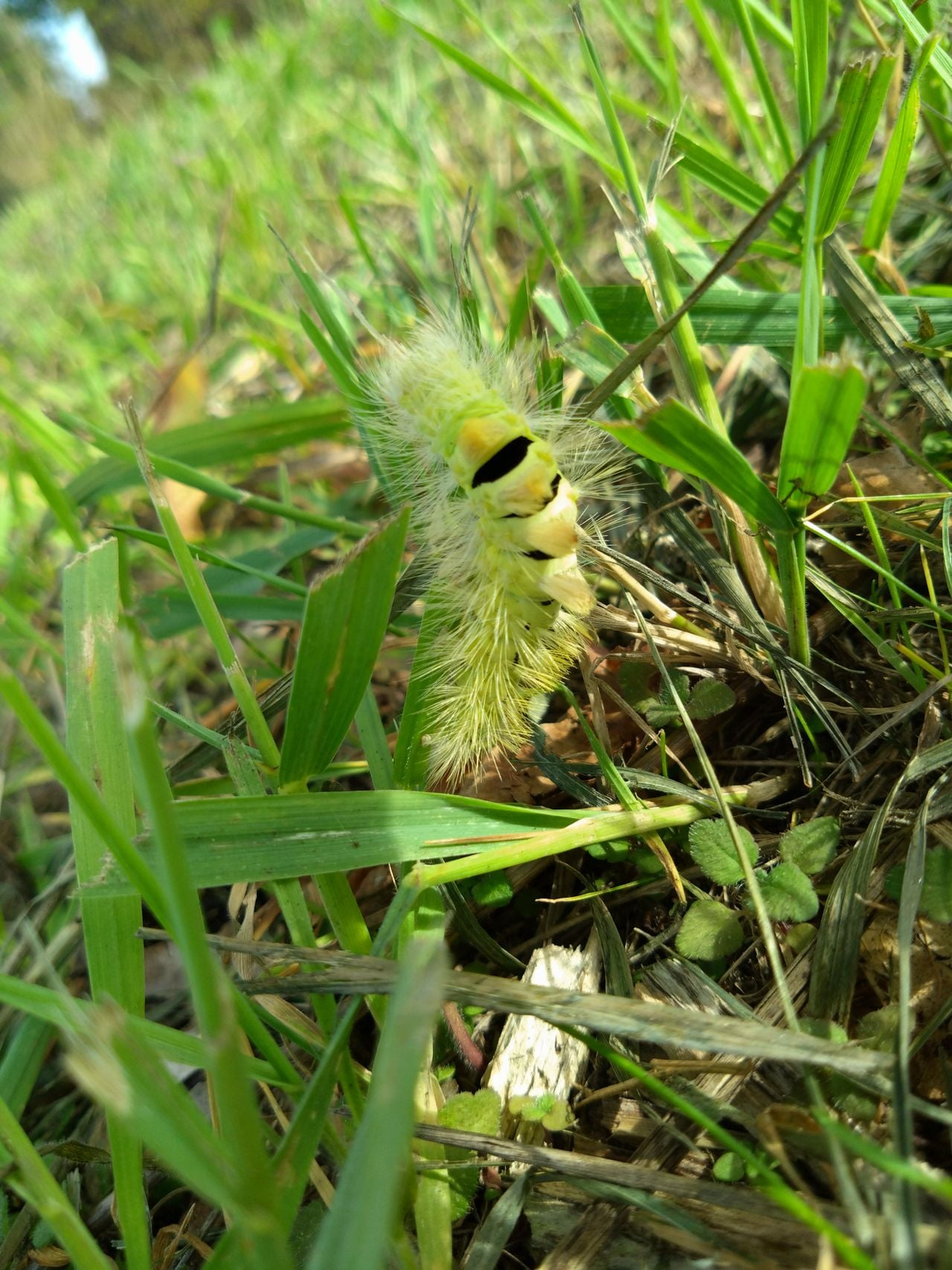 De rups van de Meriansborstel (foto: Erik Boogaart).