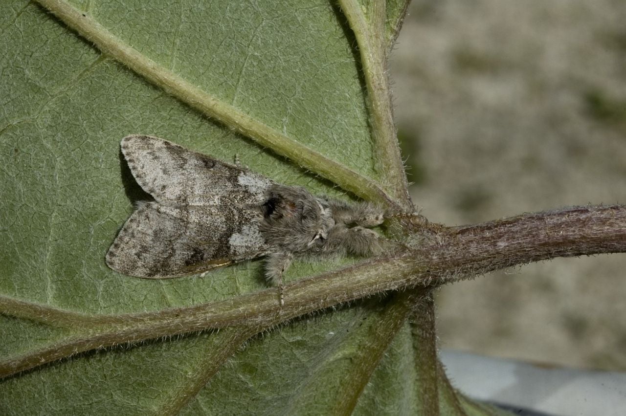 Een mannetje van de Meriansborstel-nachtvlinder(foto: Saxifraga/Marijke Verhagen).