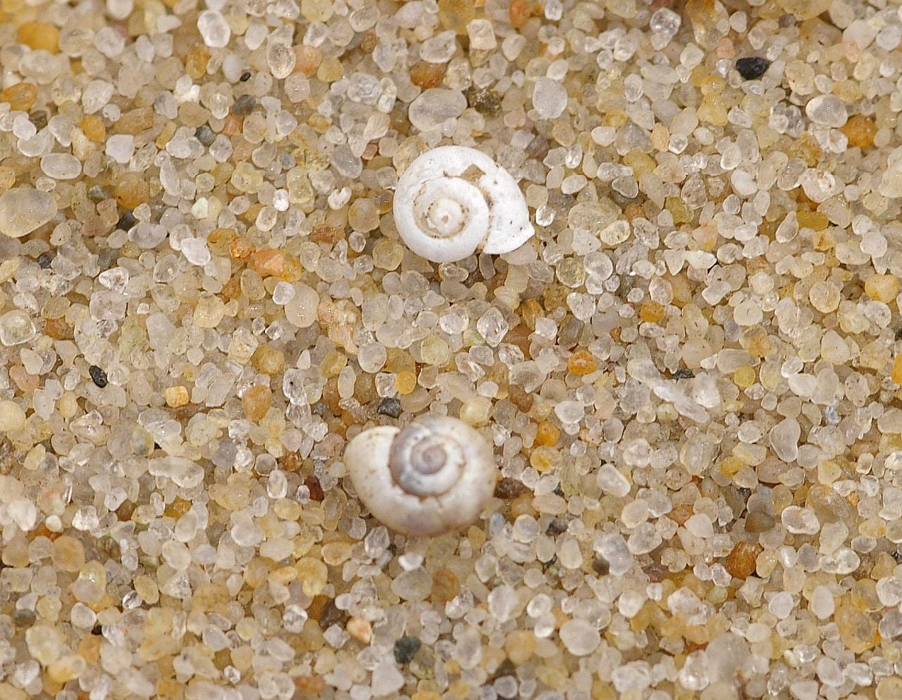 Scheve jachthorenslakken (foto: Saxifraga/Sytske Dijksen).