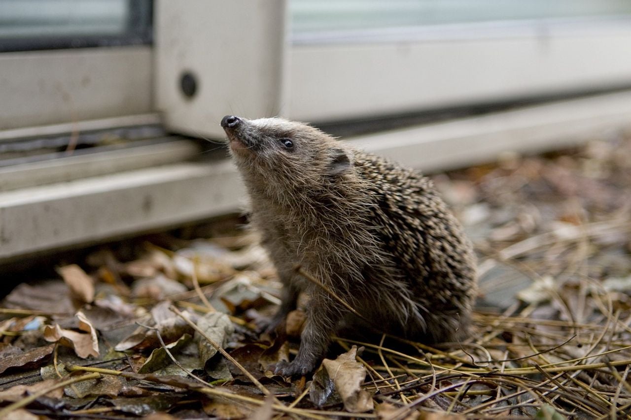 Egel heeft korte pootjes (foto: Saxifraga/Luc Hoogenstein).