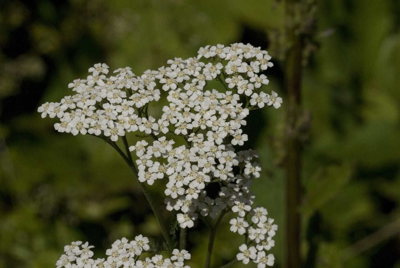 Gewoon duizendblad (foto: Saxifraga/Jan van der Straaten).