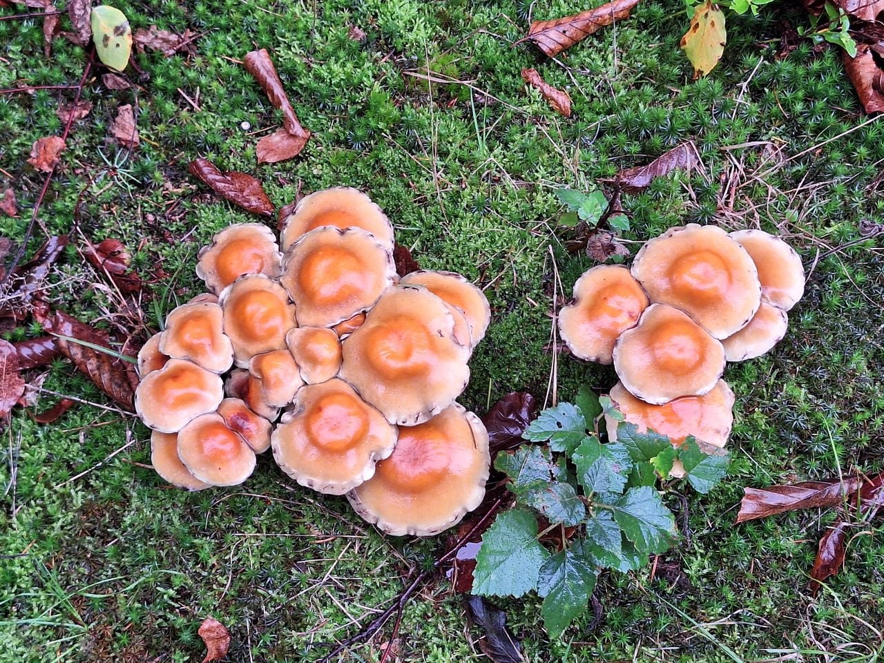 Deze bijzondere exemplaren zag Monique Frijters-Nefkens in de Pannenhoef bij Rijsbergen.