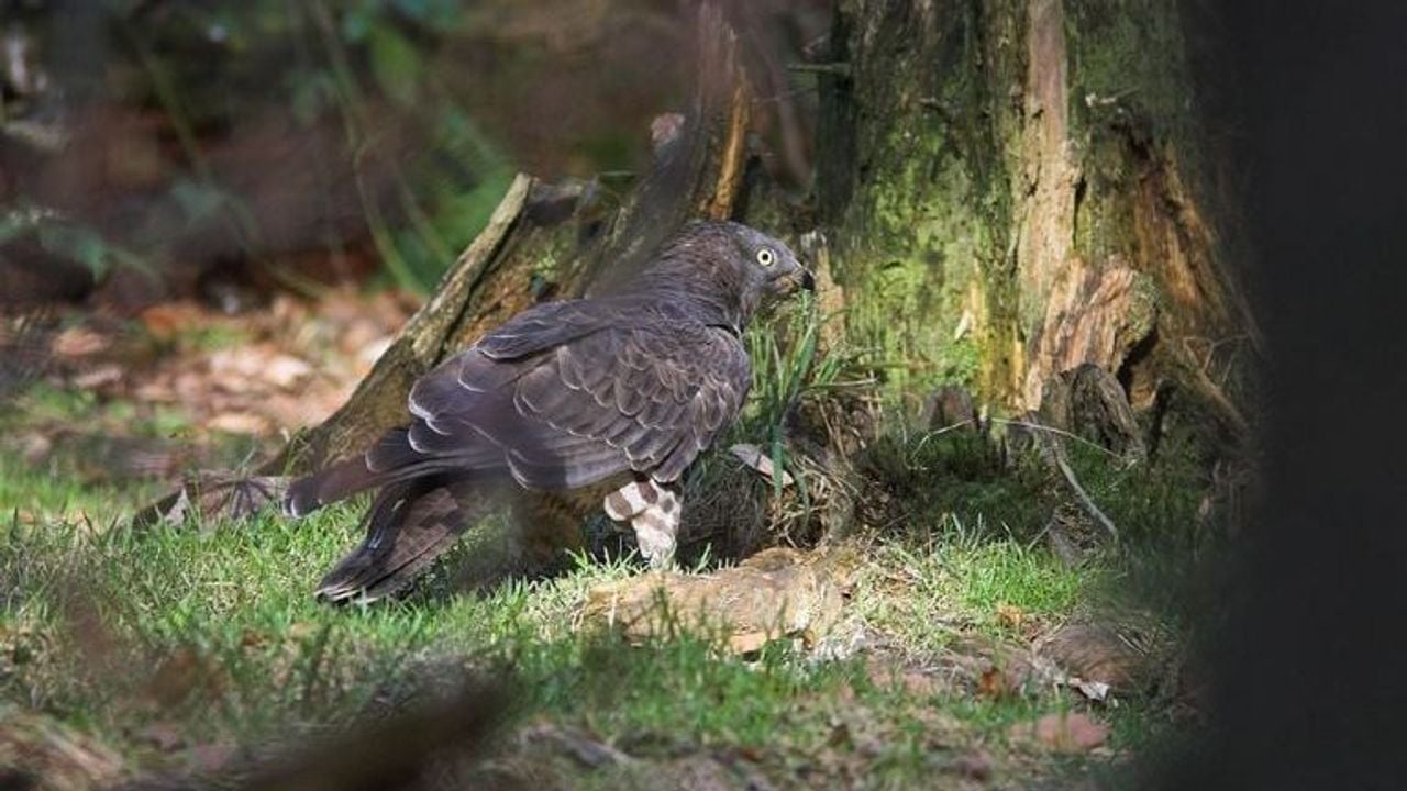 Een wespendief haalt een wespennest leeg( foto: Martin Mollet).