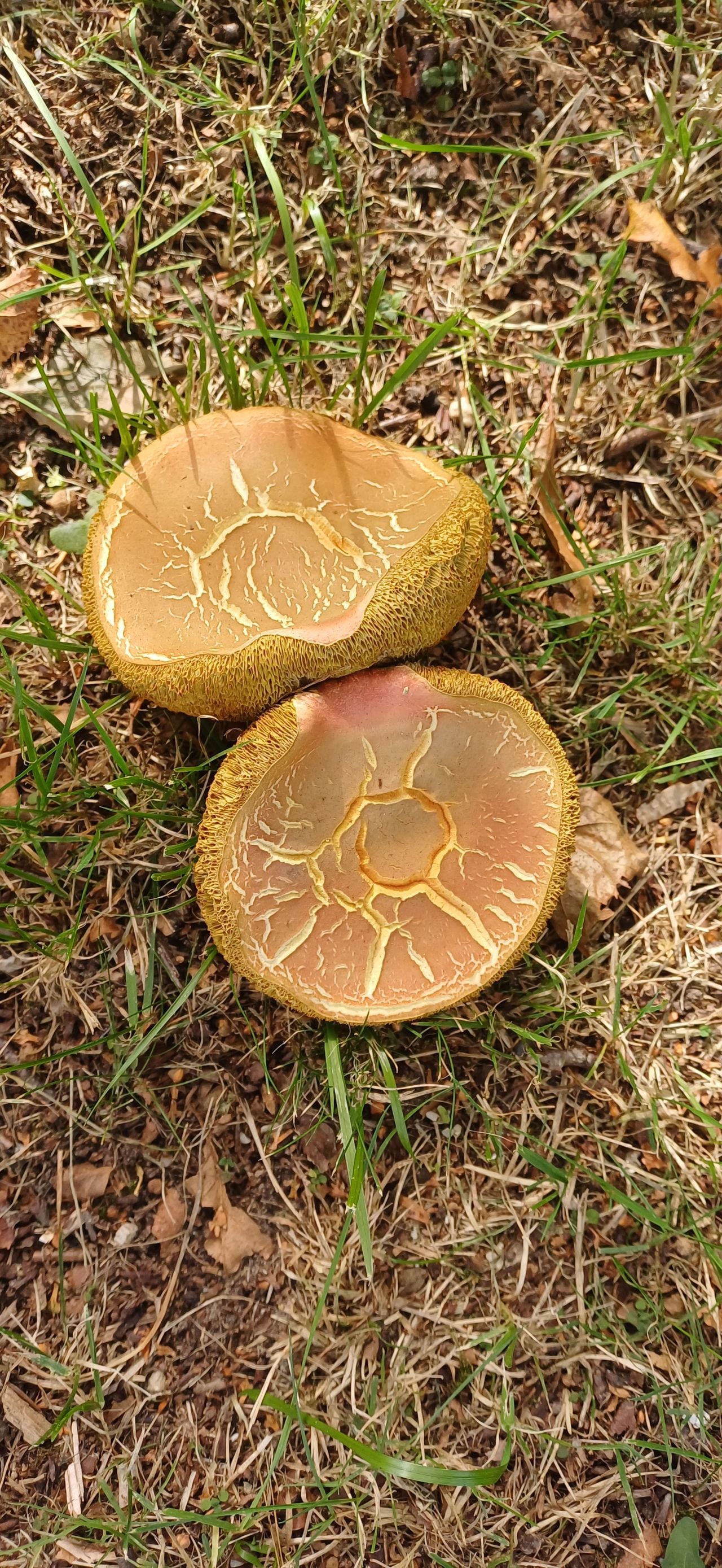 Sombere fluweelboleten (foto: Jan Steeghs).
