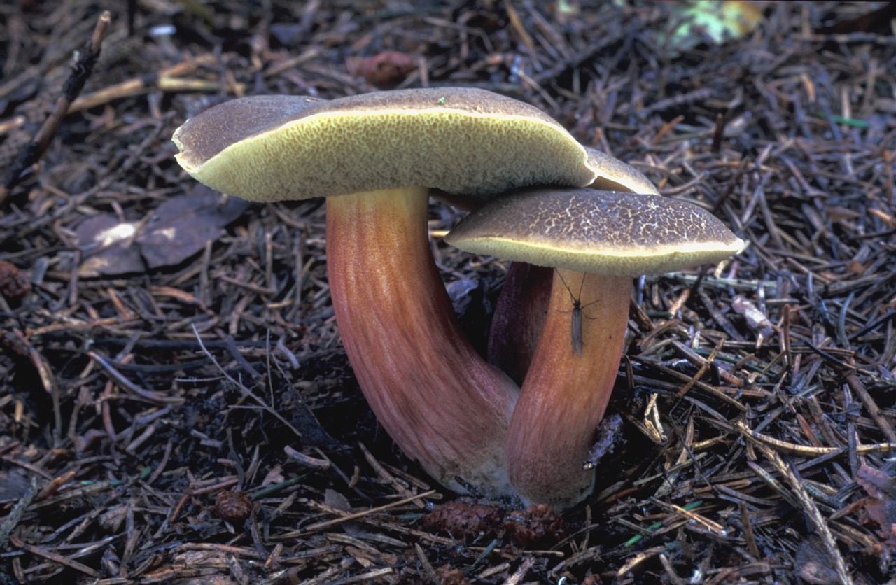 Een roodsteelfluweelboleet (foto: Saxifraga/Jan van der Straten).