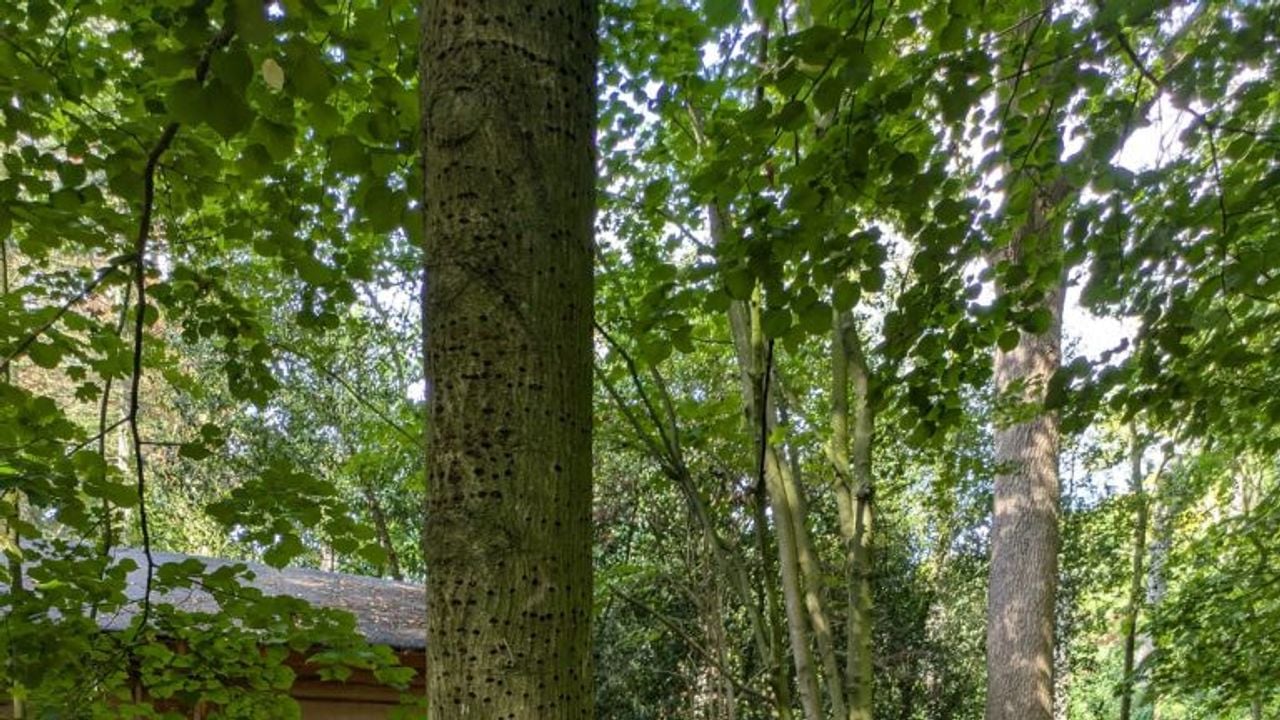 Een lindeboom met drinkgaatjes door de grote bonte specht (foto: Bea Winnemuller).