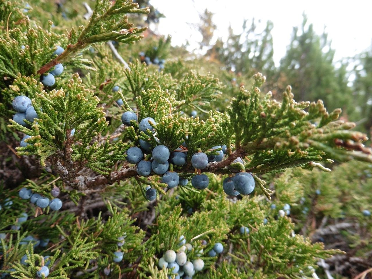 Een zevenboom (foto: Saxifraga/Simone van Velzen).