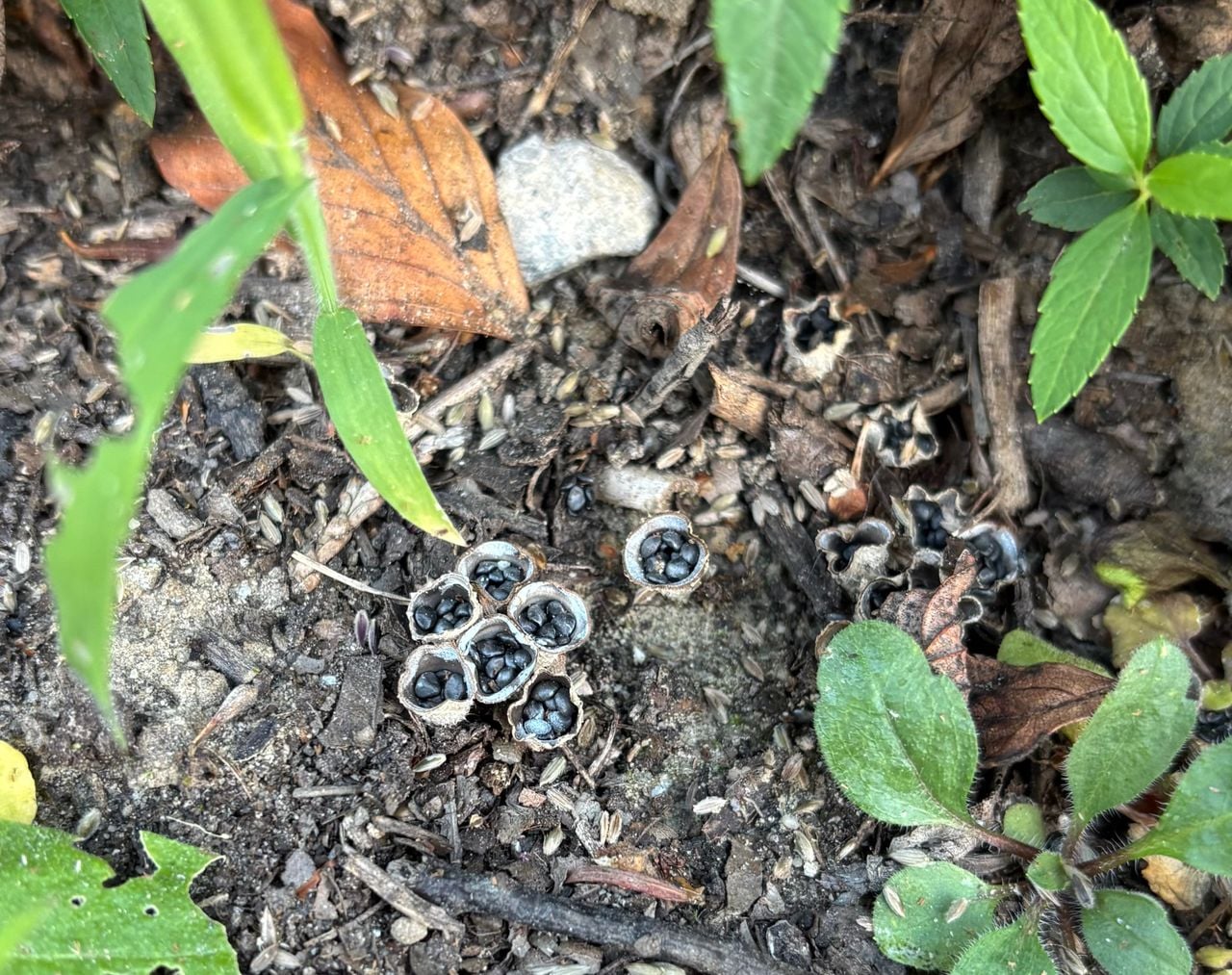 Bleek nestzwammetjes (foto: Tamara van der Spek-Hamer).