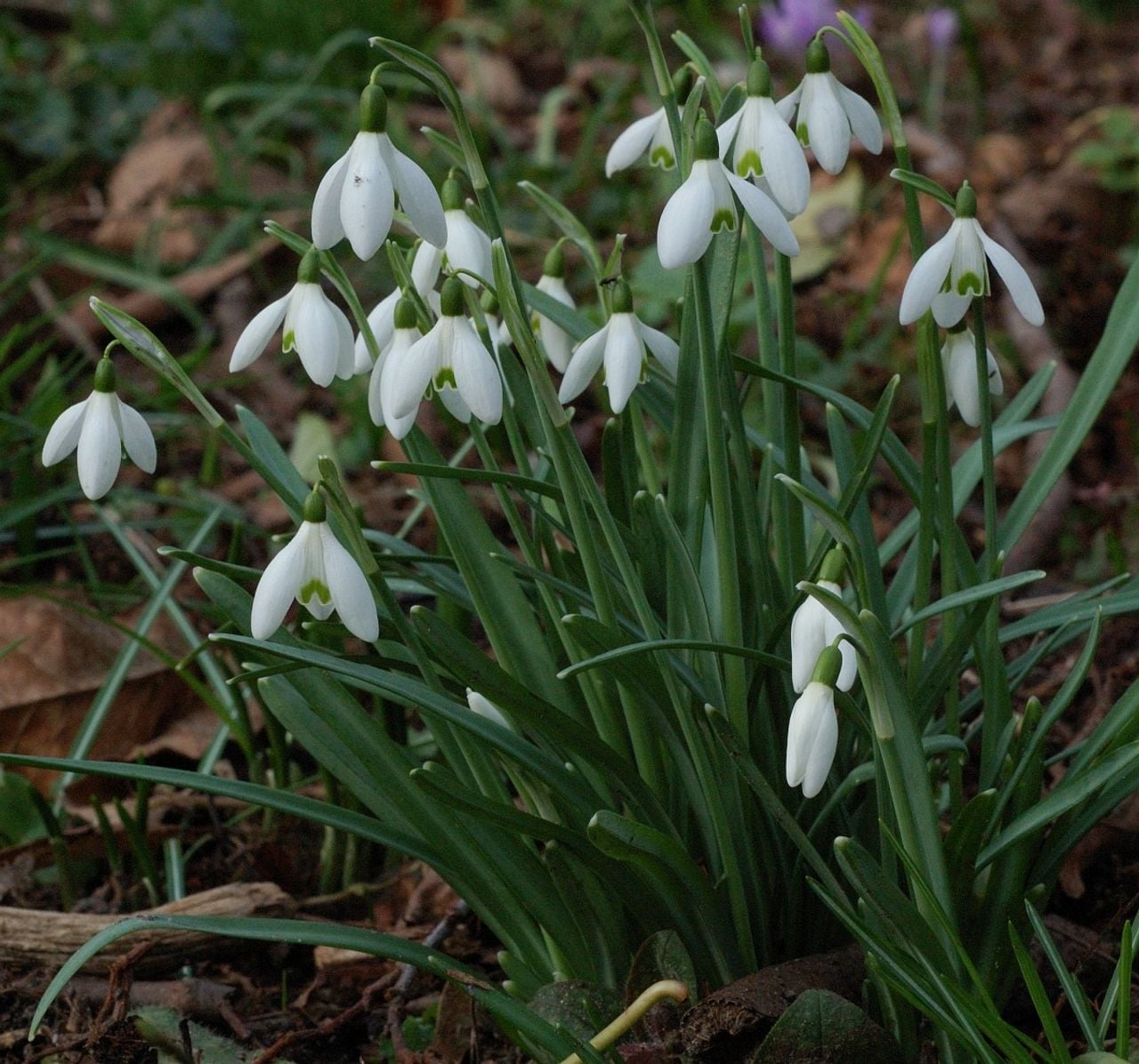 Gewoon sneeuwklokje (foto: Saxifraga/Willem van Kruijsbergen).