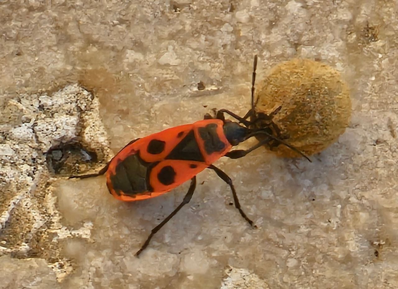 Vuurwants en het eicocon van de wespspin (foto: Harry Munniksma).