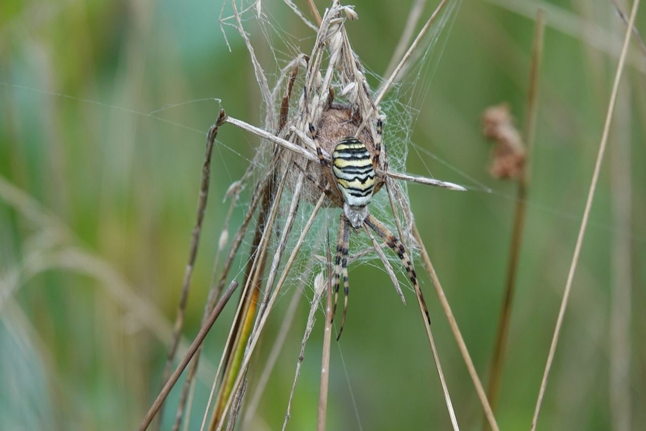 Een wespspin met eicocon (foto: Saxifraga/Mark Zekhuis).