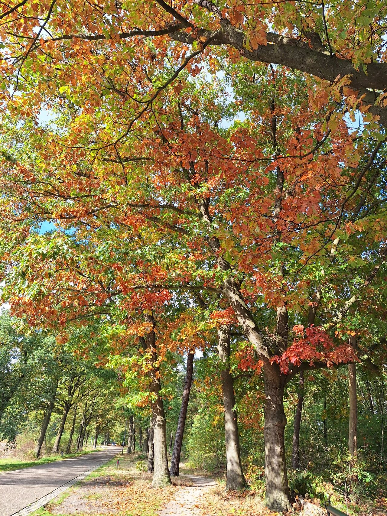 Herfstsfeer (foto: IVN Uden).