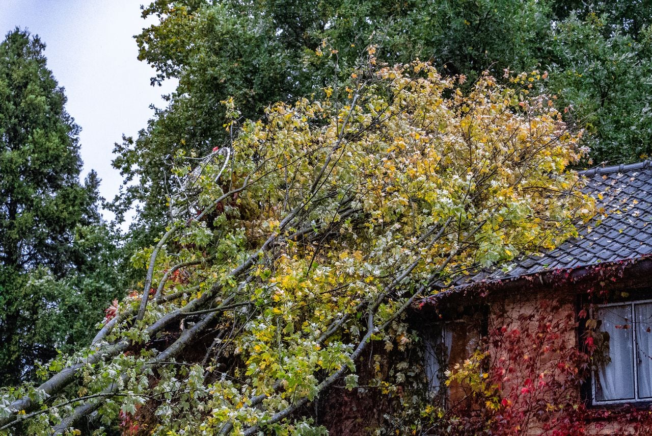 De bewoners moeten de tak zelf laten weghalen (foto: Lucas Lammers / Persbureau Heitink).