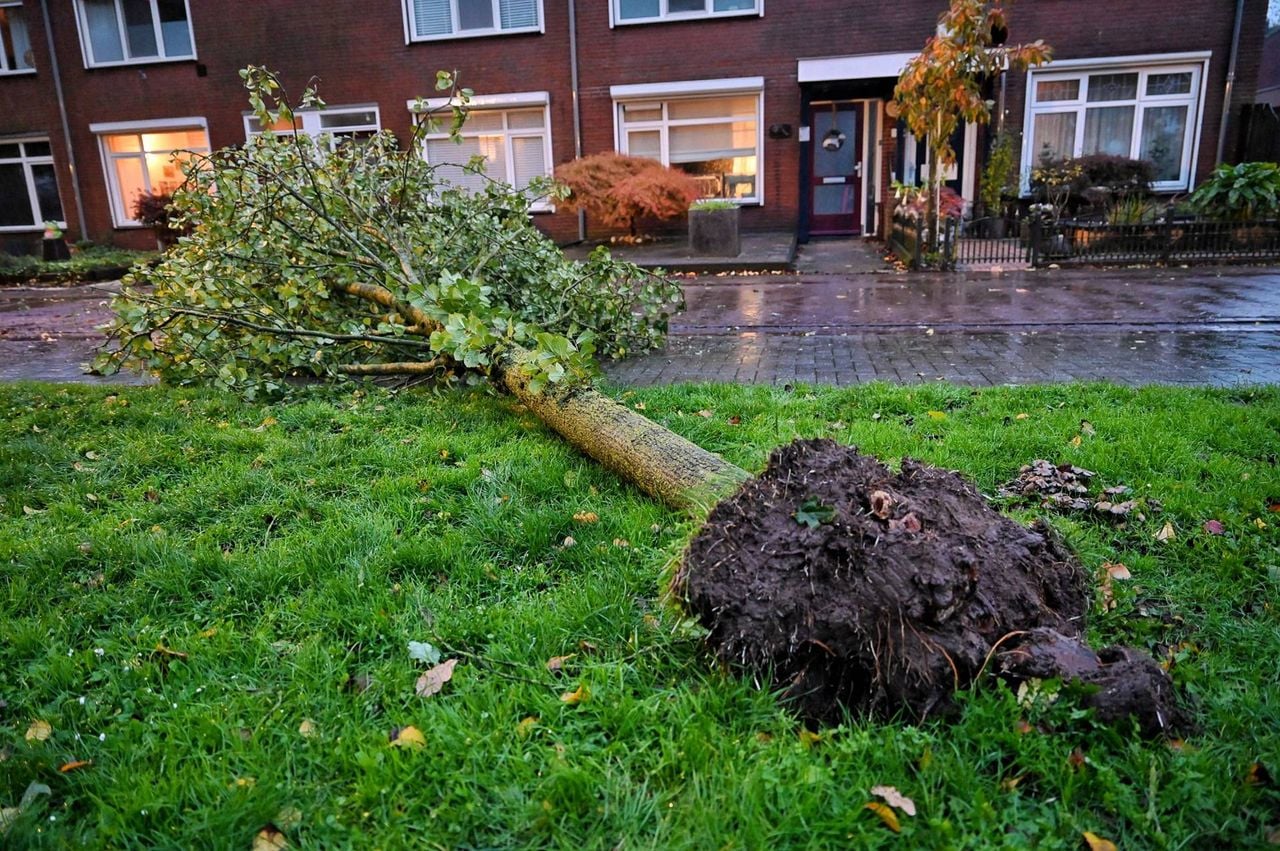 De hele kluit van de boom is losgekomen (foto: Toby de Kort / Persbureau Heitink).