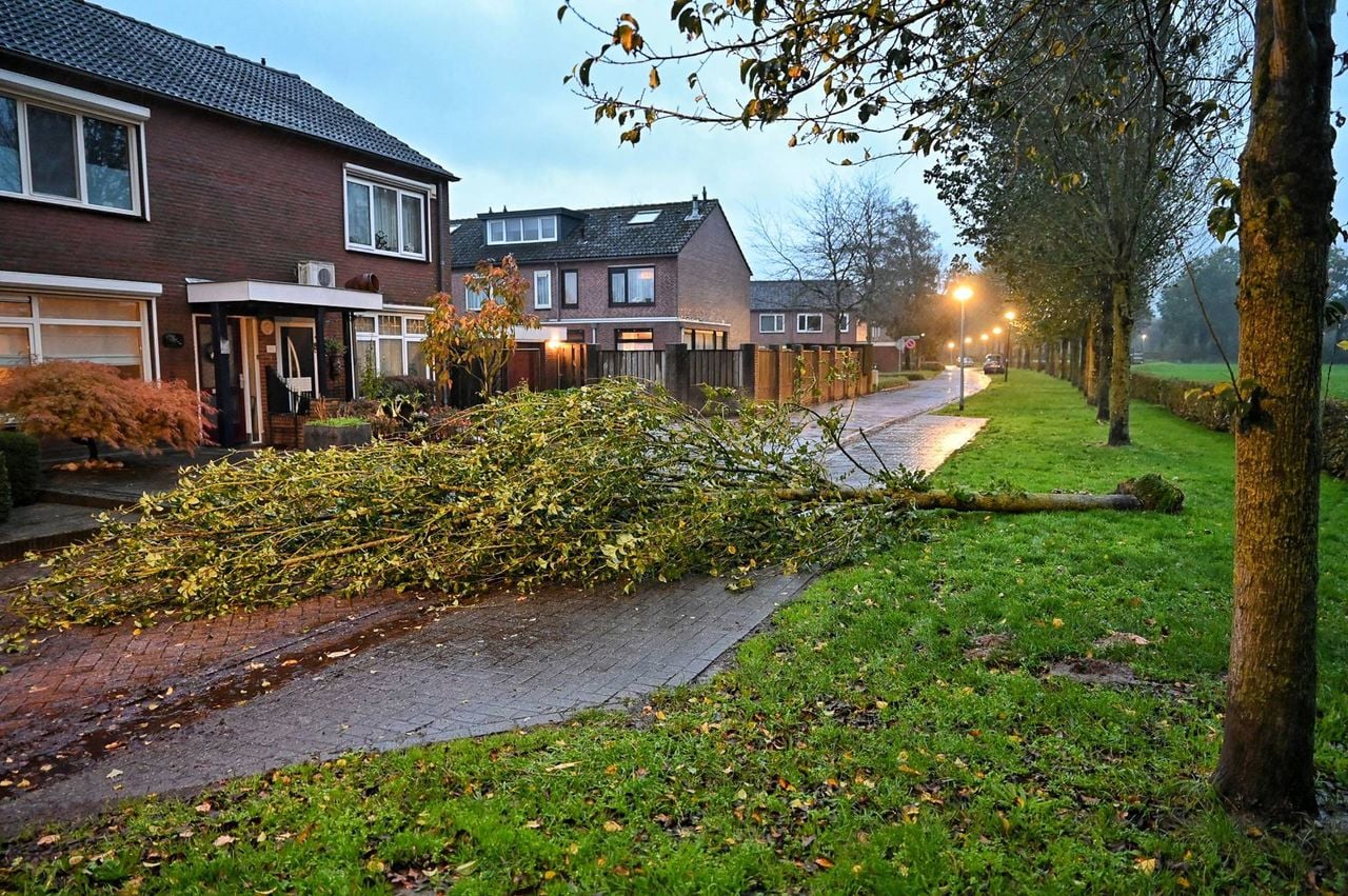 De boom versperd een groot deel van de weg (foto: Toby de Kort / Persbureau Heitink).