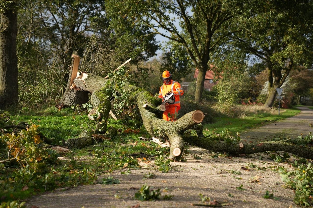 Boom valt op weg in Gilze (foto: Jeroen Stuve/Persbureau Heitink). 
