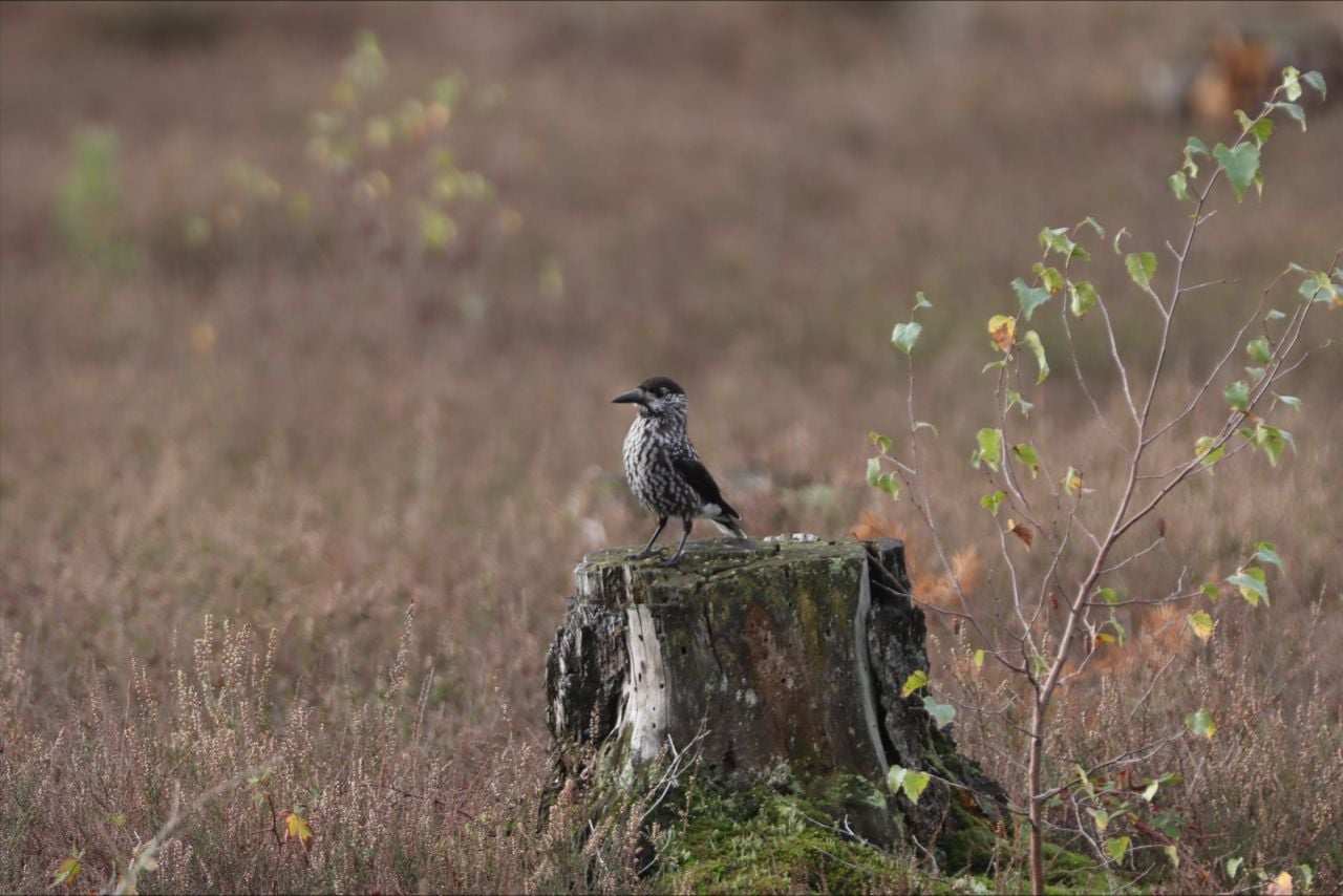 De vogel is al op meerdere plekken in Nederland gezien (foto: Sevda Deniz.).