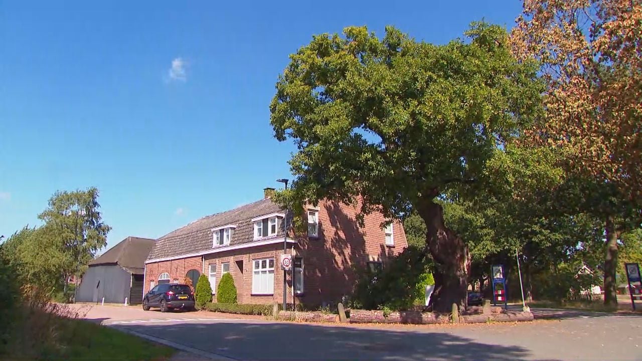 De Heilige Eik in Den Hout tijdens de zomer