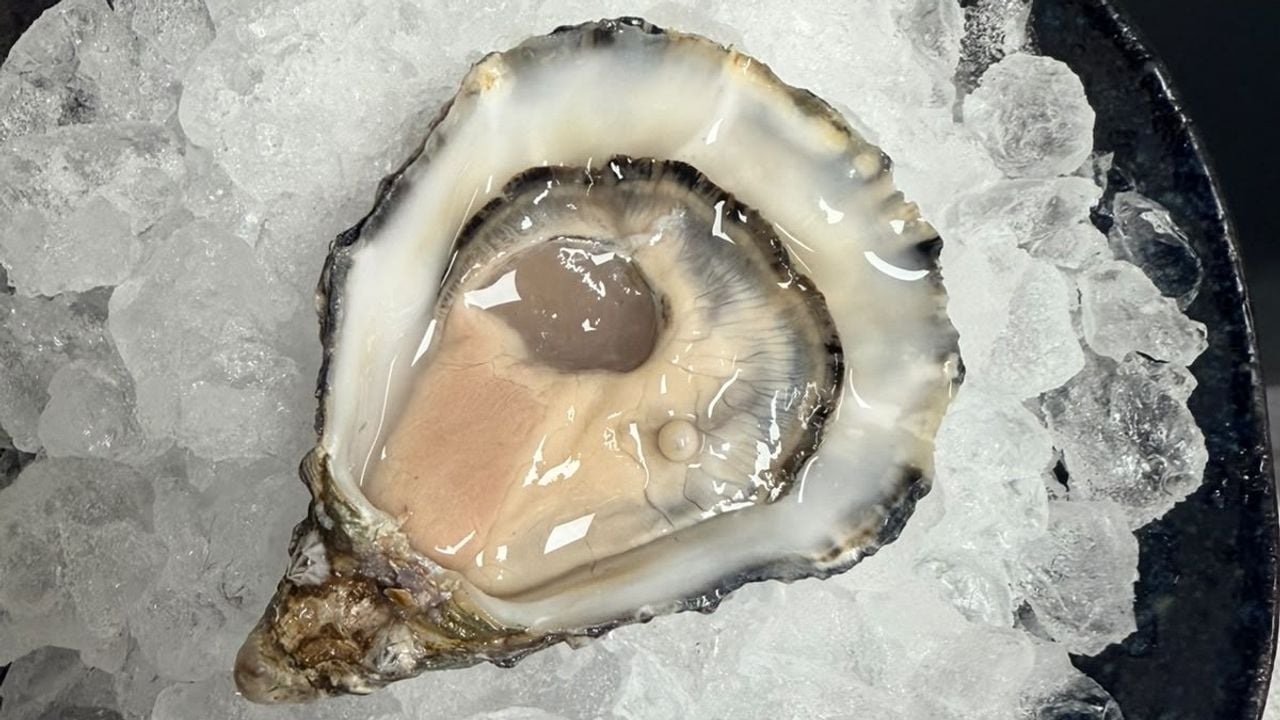 De Parel die is gevonden in een Oester bij Brasserie Pastis in Rosmalen ligt op ijs (foto: Omroep Brabant)
