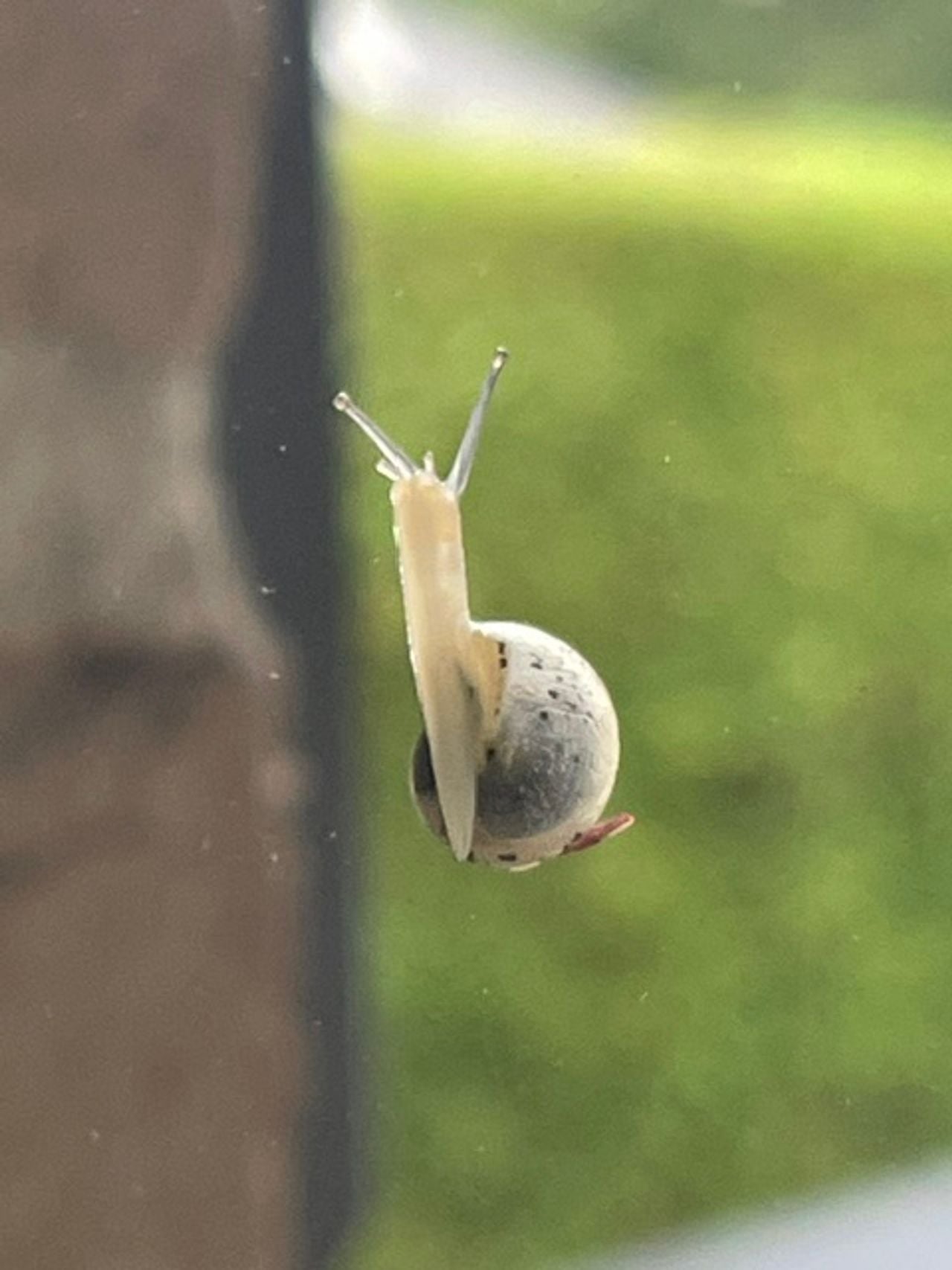Een gekielde loofslak, juveniel (foto: Loes van Dulmen).