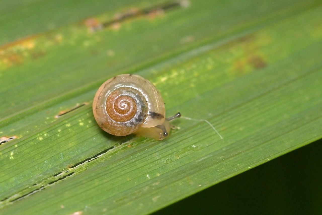 Een gekielde loofslak (foto: Saxifraga/Tom Heijnen).