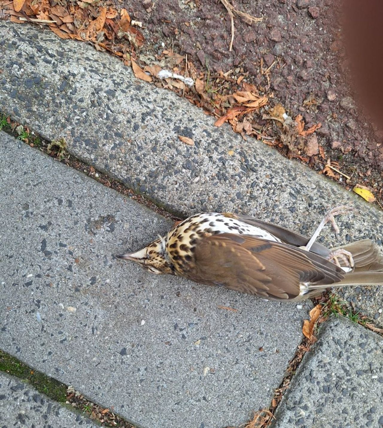 Een dode zanglijster (foto: Agnes van Beuningen).